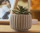 Cachepot com Suculenta Artificial Geometry Bege Cimento, beige | WestwingNow