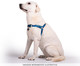 Peitoral Educativo para Cachorros Hawaii - Azul, Azul | WestwingNow