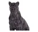 Escultura Leoa Nicoletta, black | WestwingNow