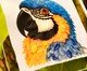 Quadro Acrílico Arara Azul Mimo Galeria, multicolor | WestwingNow