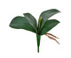 Planta Permanente Folhas de Orquidea Livia, VERDE | WestwingNow