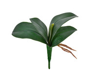 Planta Permanente Folhas de Orquidea Livia | WestwingNow