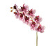 Planta Permanente Orquídea - Roxo, BRANCO PURPURA | WestwingNow