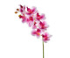 Planta Permanente Orquídea - Rosa, BRANCO PURPURA | WestwingNow