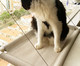Cama Suspensa para Gatos Catbed Malibu - Bege, Bege | WestwingNow