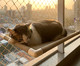Cama Suspensa para Gatos Catbed Malibu - Bege, Bege | WestwingNow