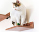 Kit de Prateleiras para Gatos Homecat Trio - Marrom, Marrom | WestwingNow