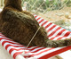 Cama Suspensa para Gatos Catbed Circus - Vermelho e Branco, Vermelho e Branco | WestwingNow