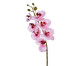 Planta Permanente Orquídea - Rosa, Rosa | WestwingNow