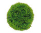 Planta Permanente Bola Pine - Verde, Verde | WestwingNow