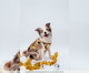 Regata para Pet Shine - Dourada, Dourado | WestwingNow