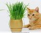 Graminha de Gato - Kit Cultivo Autoirrigavel Golden, DOURADO | WestwingNow