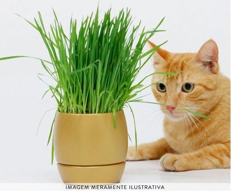 Graminha de Gato - Kit Cultivo Autoirrigavel Golden | Westwing