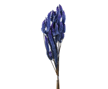Plantas Secas Rabo De Gato Celosia -  Azul | WestwingNow