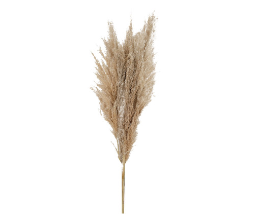 Plantas Secas Capim Pampas - Natural, Natural | WestwingNow