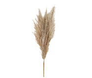 Plantas Secas Capim Pampas - Natural | WestwingNow