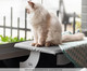 Cama de Janela para Gatos Cat Lovers, Colorido | WestwingNow