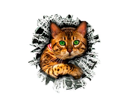 Adesivo para Vidro Externo Bengal Cat | Westwing