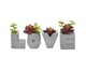 Jogo de Adornos Love Rústico com Planta, multicolor | WestwingNow