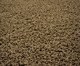 Tapete Tufting Clemant Nori Marrom, marrom | WestwingNow