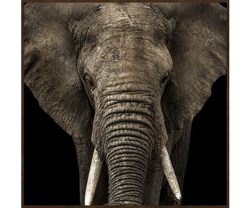 EYES OF NATURE (MD1082) - 60X60 60x60cm, colorido | WestwingNow