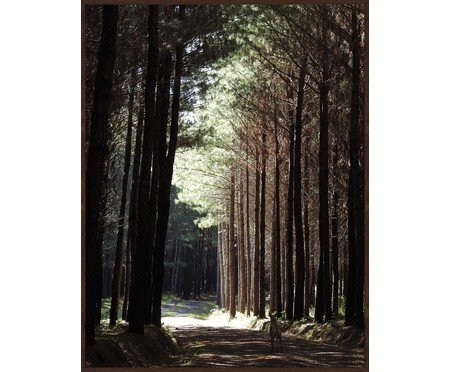 FLORESTA DE LENGAS - ( MD1241 ) 70x50cm