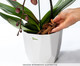 Substrato para Orquídeas Premium, multicolor | WestwingNow