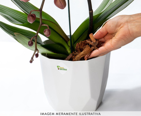 Substrato para Orquídeas Premium | WestwingNow