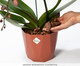 Substrato para Orquídeas Premium, multicolor | WestwingNow