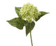 Planta Permanente Hydrangea Verde, VERDE | WestwingNow