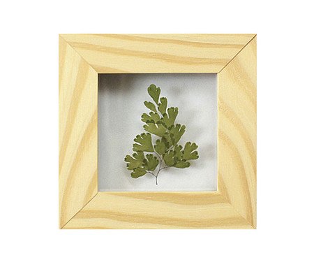 Quadro Avenca Pinus | Westwing