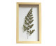 Quadro Avenca Pinus - Hometeka, Colorido | WestwingNow