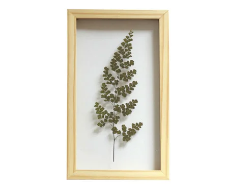Quadro Avenca Pinus | Westwing