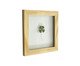Quadro Trevo Pinus, Colorido | WestwingNow