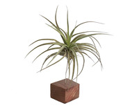 Suporte Tillandsia - Hometeka | WestwingNow