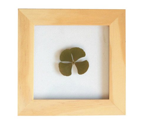 Quadro Trevo PinusII, Colorido | WestwingNow