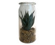 Vaso Snake Plant - Transparente, Transparente | WestwingNow