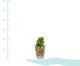 Vaso com Planta Little - Transparente, Transparente | WestwingNow