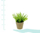 Vaso Sedum - Verde, Verde | WestwingNow