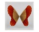 Caixa Decorativa Butterfly, Colorido | WestwingNow